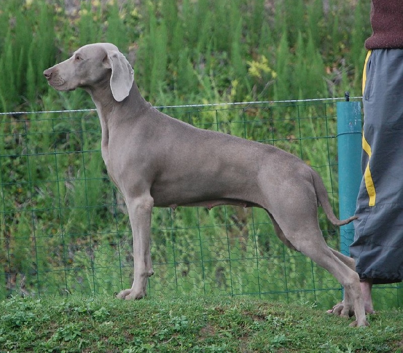 CH. Bj&ouml;rk des Guerriers D'Argent