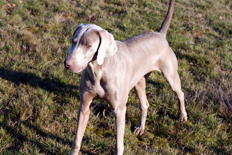Dune des Guerriers D'Argent