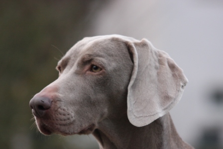 C'léïa des Guerriers D'Argent