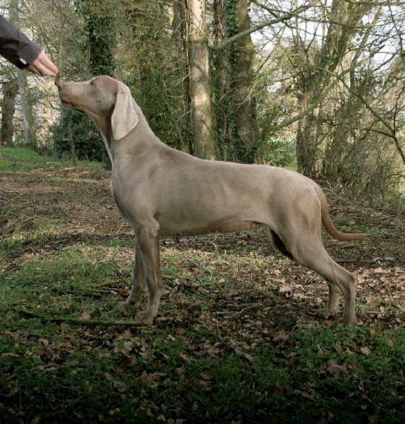 Fee d hiver des Guerriers D'Argent