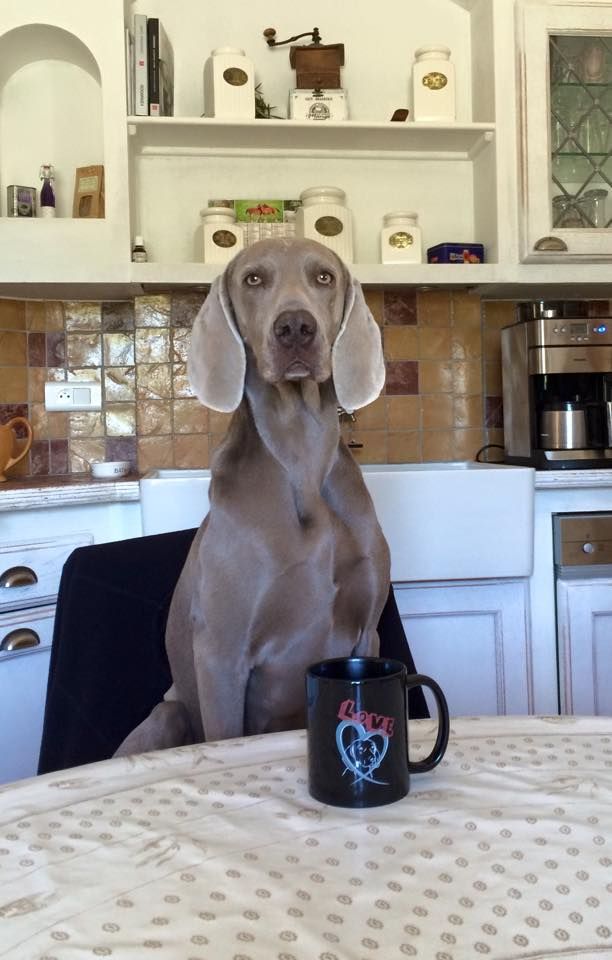 Flipa des Guerriers D'Argent